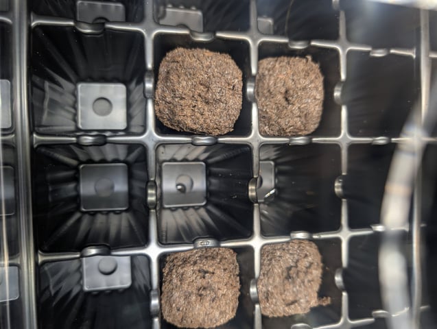 Tiny Tim Tomatoes — germination, day 1