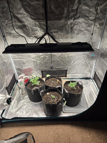 4 strains in 1 tent — vegetative, day 1