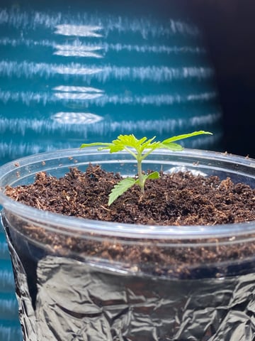 My First Grow — vegetative, day 30