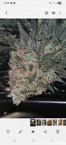 BLACKCHERRY SHERB — flower, day 91