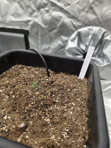 Autoflower 5x5 — seedling_rooting, day 8