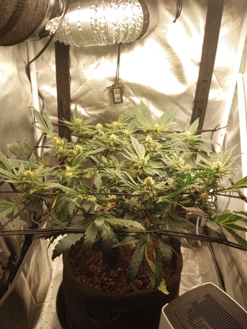 Wizard Punch first grow  — flower, day 83