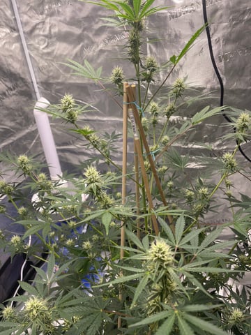 ripleys og — flower, day 60