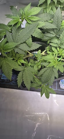 Girl Scout Cookies  — vegetative, day 62