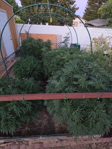 Sour Headies/OGBX1 — vegetative, day 86