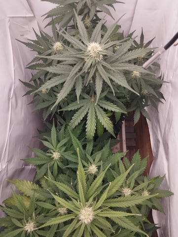 F1 apollo — flower, day 39
