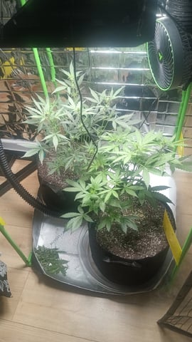 Gelato & Amnesia  — vegetative, day 37