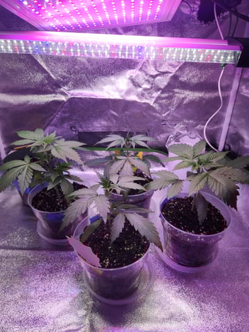 Another round of Mephisto Genetics from Schoolyard Crush and Do-si-delirium drops. — seedling_rooting, day 18