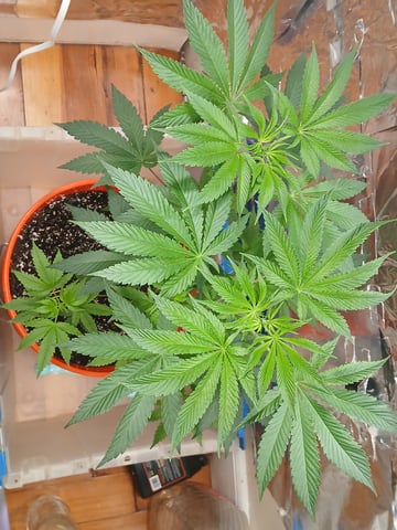 triangle kush  — vegetative, day 11