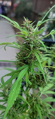 Poison Rainbows — flower, day 145