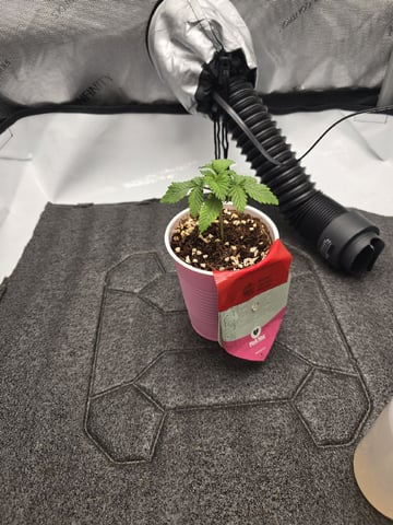 Barney's Farm - Pink Mist — vegetative, day 13