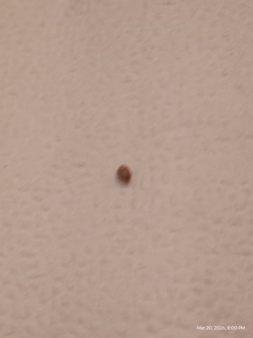 Red Runtz R Seed From Already Unknown Harvest — grow_setup, day 1