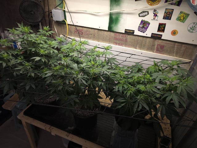 2nd Grow Sesh — flower, day 58