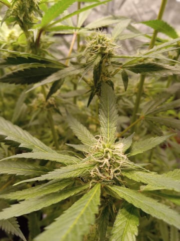 critical purple kush x peyote wifi  in the auto pot system tray 2 grow with added microhazian to the coco coir  — flower, day 86