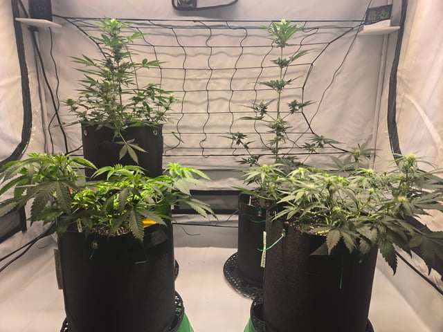 2nd Grow 3x5 tent — flower, day 43