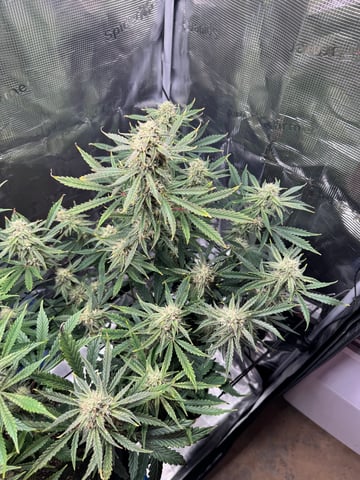 wedding cake auto FIRST GROW! — flower, day 55