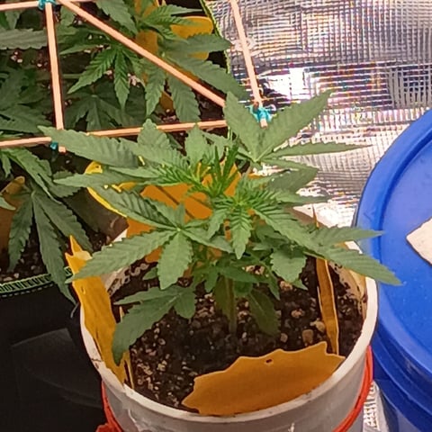 TentPlantLightFan — vegetative, day 43