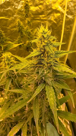 Grow #2 Thank You to All that helped guide me, offered advice, gave insight, or complimented progress. Now to apply some of what I learned the first go-round.  — flower, day 62