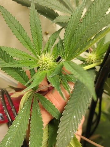 The Frankenstein