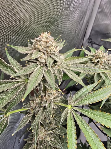 Barney's Farm - Cherry Popper — flower, day 121
