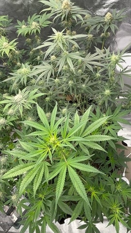 420 Fast Buds Mixed Pack — flower, day 50