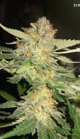 10x Critical Feminisiert from Ganjafarmerseeds  — flower, day 114
