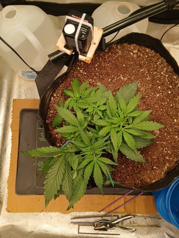 Diesel Auto Round 2 — vegetative, day 26