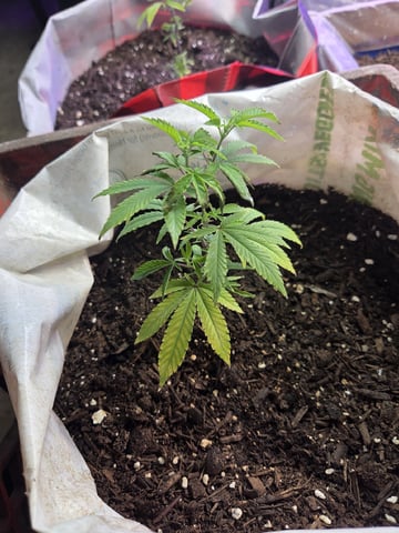 Crones😵‍💫 — vegetative, day 4