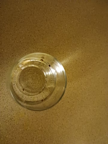 4th grow  — germination, day 63