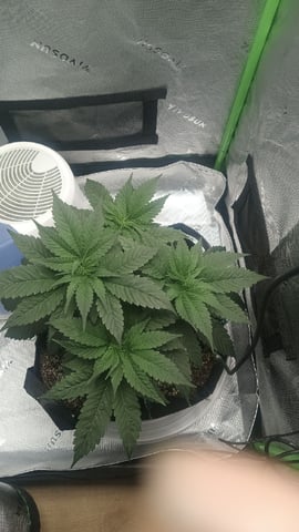 Critical Purple Kush — vegetative, day 52