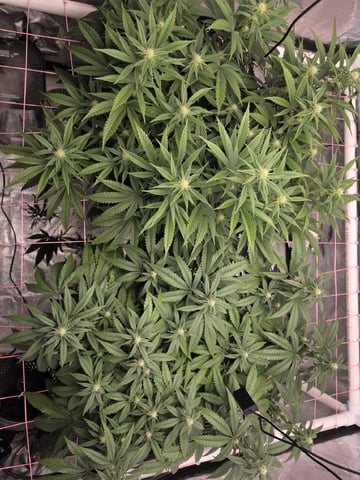 Granny Candy and PLCG — flower, day 97
