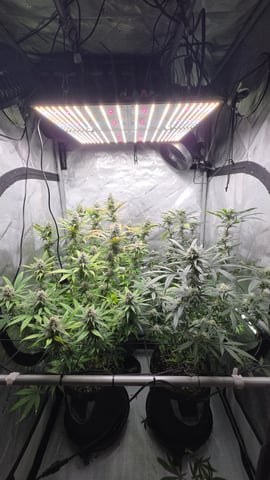 ethos genetics  — flower, day 97