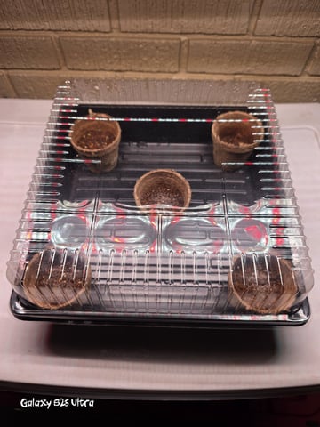 First Garden — seedling_rooting, day 56