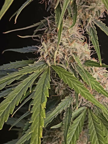 (4)autos  — harvest, day 84