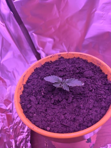 First Grow — grow_setup, day 1