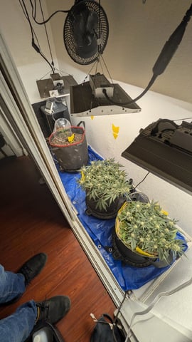 Double Smile And (Alien Vs Triangle X Strawberry Nuggets)