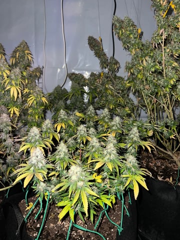 Indoor Grow  — flower, day 110