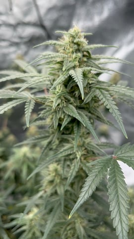 420 Fast Buds Mixed Pack — flower, day 63