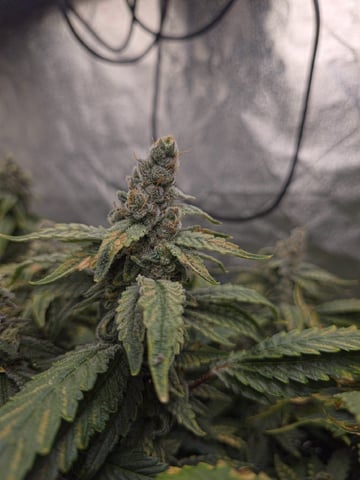 Oceanz 16 — flower, day 155