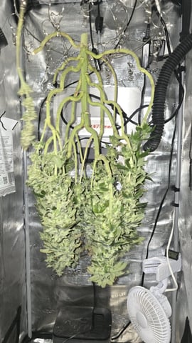 Purple Nasty By Ethos Seeds — harvest, day 109