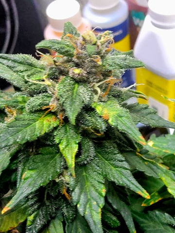 Fast Buds - Purp Lemonade — flower, day 56