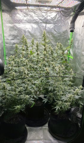 SGC And GWS Clones — flower, day 37