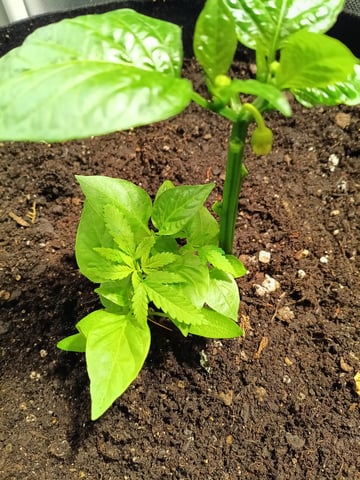 OG KUSH — vegetative, day 35