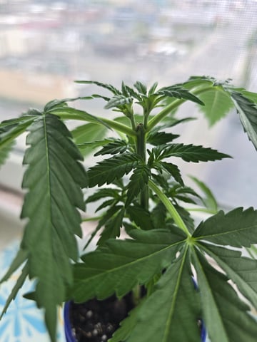 New Strain 5/1/25 — vegetative, day 30