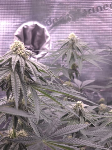  1 Blue Zushi x Venom & 1 Jack Here x Strawberry Cookies OG — flower, day 69