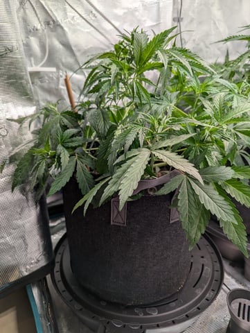 Boogie Brew Basic — vegetative, day 60