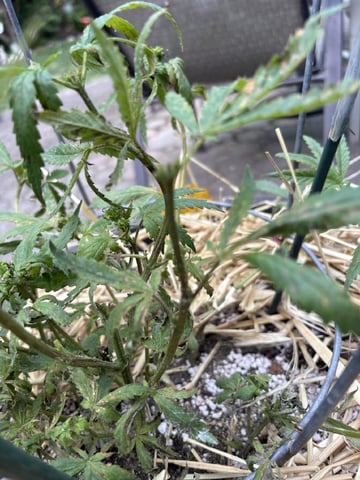 Lambs Breath legend 