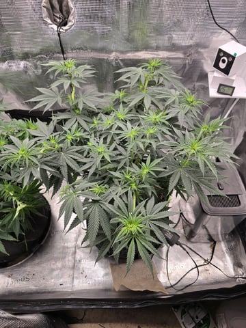  1 Blue Zushi x Venom & 1 Jack Here x Strawberry Cookies OG — flower, day 50