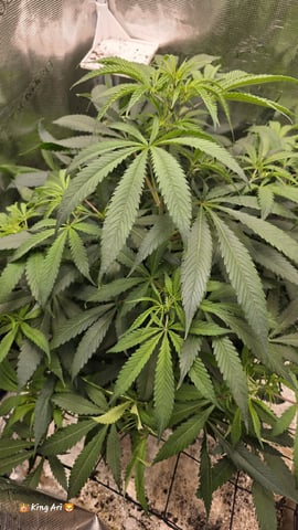 Slightly Stoopid Fruits  — vegetative, day 1
