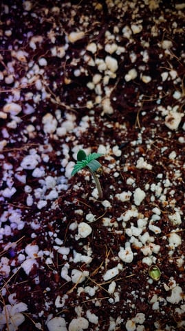 CHEESE AUTO ZEN Seeds — seedling_rooting, day 1